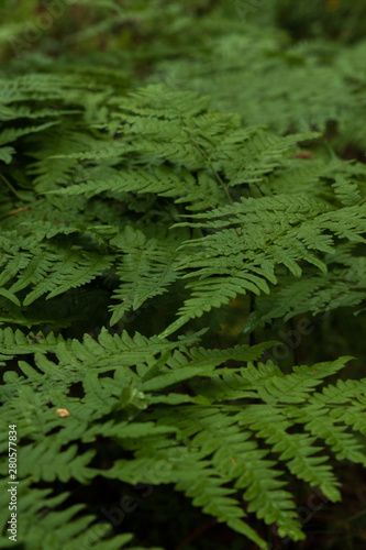 Close up of a ferns  Pteridophyta  wet by a warm summer rain against a dark background inside a  forest in Sweden.