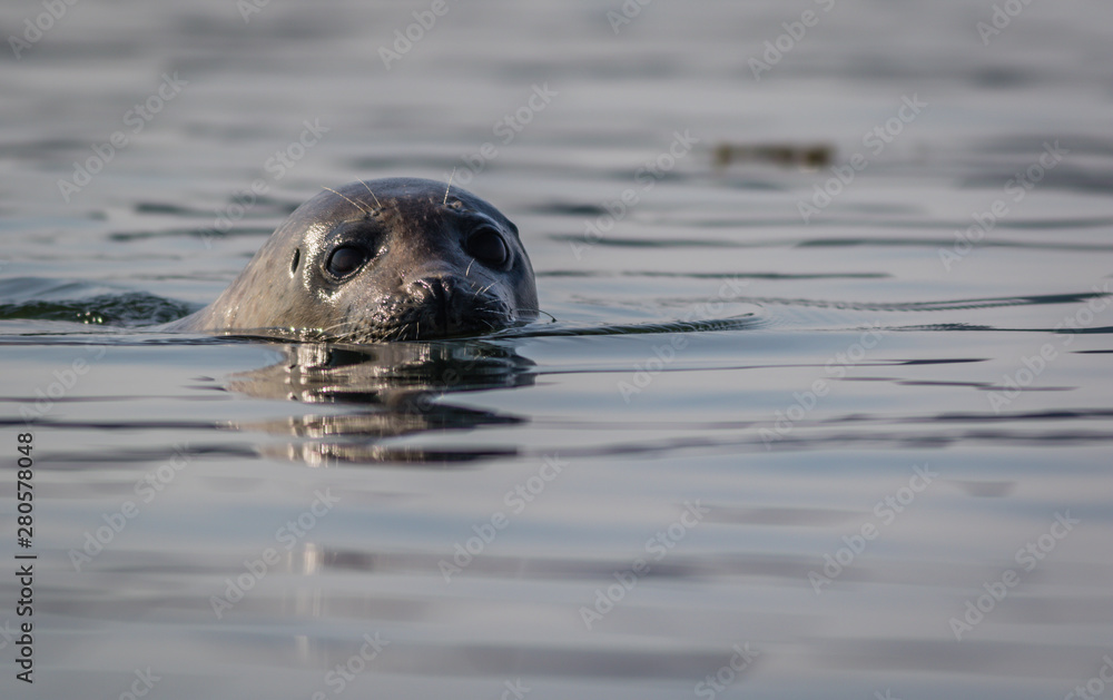 Fototapeta premium Grey seal closeup (Halichoerus grypus) on a summer morning, Muscongus Bay, Maine