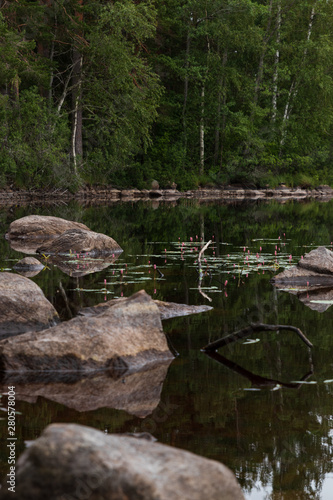 Water knotweed, Persicaria amphibia, in a Swedish lake with stones around and trees and forest in the background. 