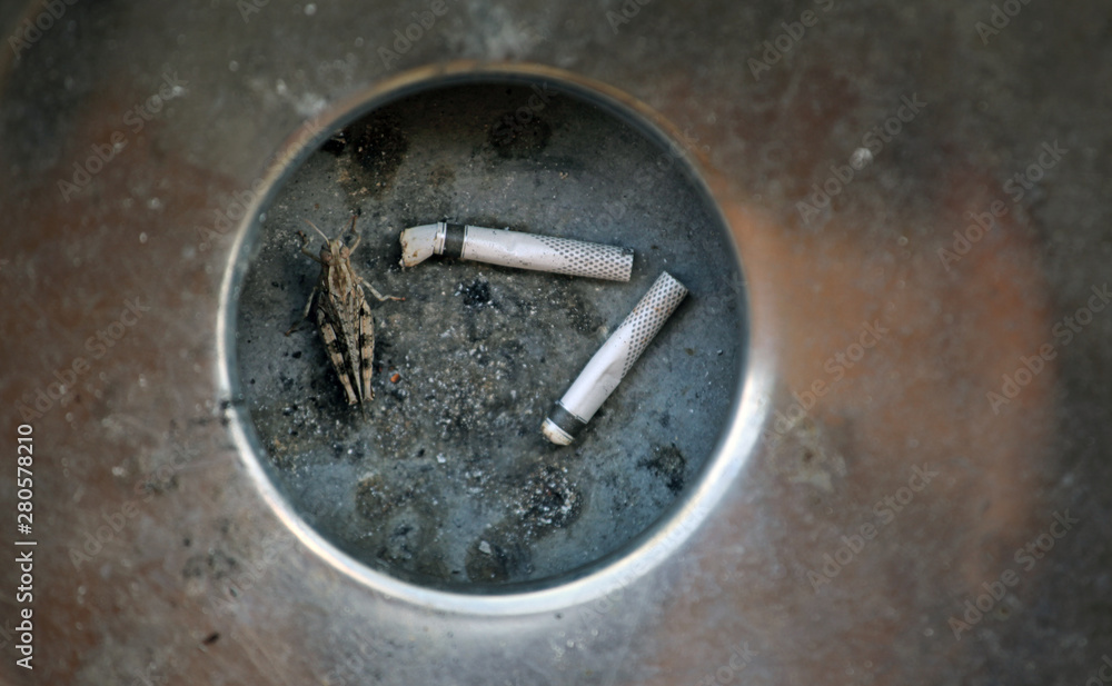 cigarette insect grasshopper ashtray background cigarette insect grasshopper ashtray background