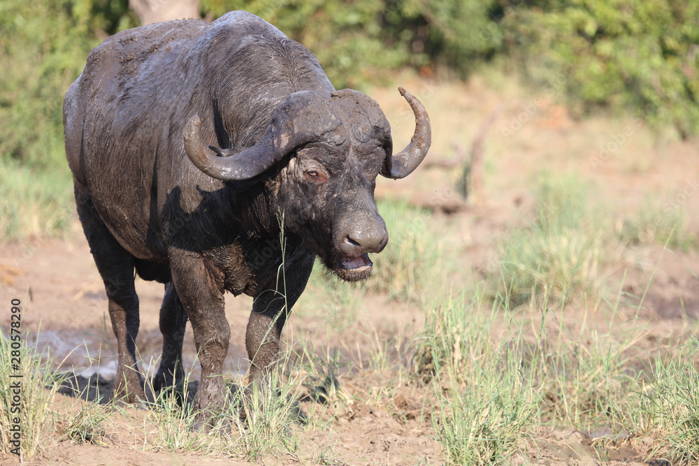 Kaffernbüffel / Buffalo / Syncerus caffer Kaffernbüffel / Buffalo / Syncerus caffer