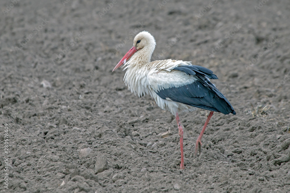 Fototapeta premium White stork (Ciconia ciconia) on the spring field