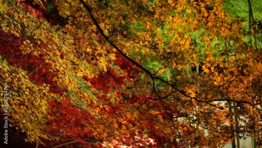 ライトアップされた紅葉　色とりどりの紅葉と竹林