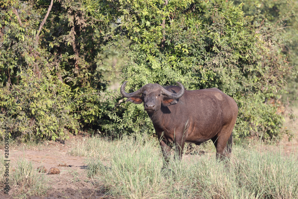 Obraz premium Kaffernbüffel / Buffalo / Syncerus caffer
