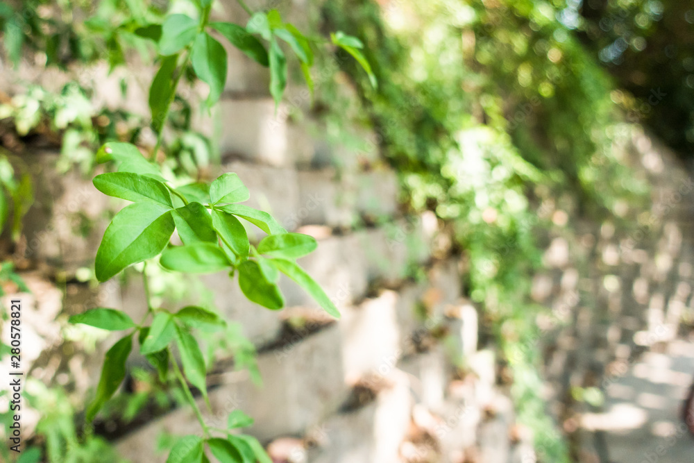 Fresh spring green grass and leaf plant over wood fence background Fresh spring green grass and leaf plant over wood fence background