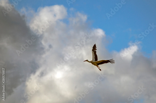 Fflying white stork (Ciconia ciconia) photo