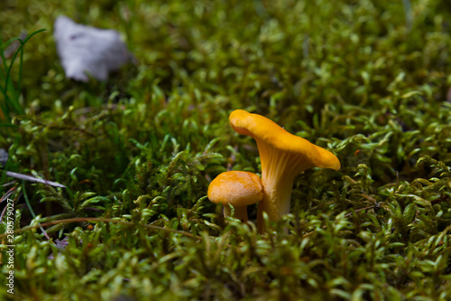 Two small chanterelle mushrooms growing on green moss inside a forest. The first of the season in Sweden. 