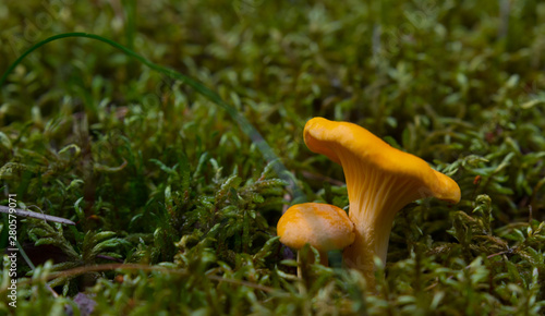 Two small chanterelle mushrooms growing on green moss inside a forest. The first of the season in Sweden. 