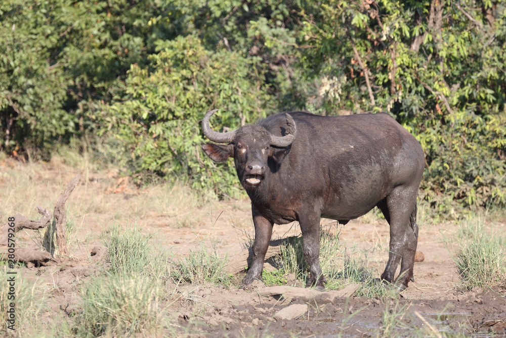 Kaffernbüffel / Buffalo / Syncerus caffer Kaffernbüffel / Buffalo / Syncerus caffer