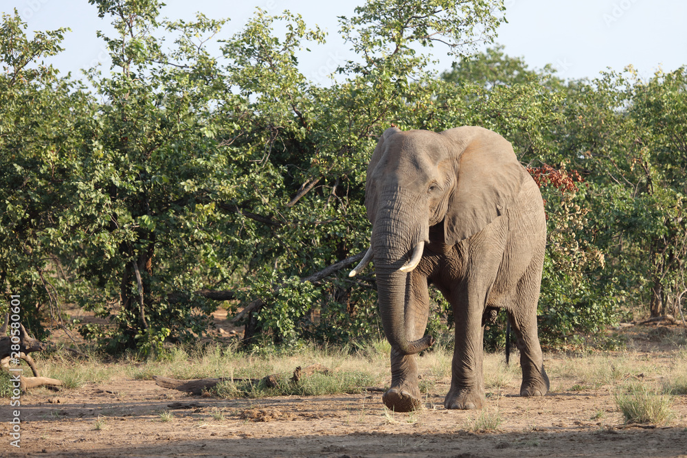 Fototapeta premium Słoń afrykański / Słoń afrykański / Loxodonta africana
