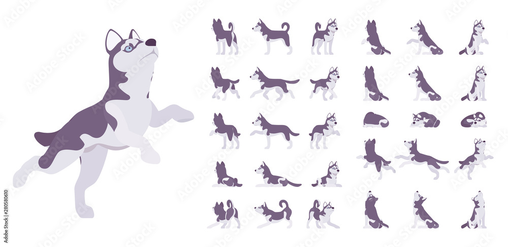 Husky dog set. Northern sled, Siberian breed, cute family companion for active fun and home security. Vector flat style cartoon illustration isolated on white background, different views and poses