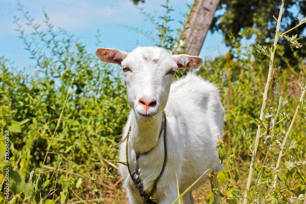 Goat in the field. Whole goat. Animal Goat in the field. Whole goat. Animal