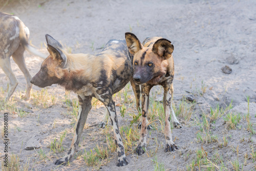african wild dogs/ painted dogs in okavango delta in botswana © Pfotenpaparazzi