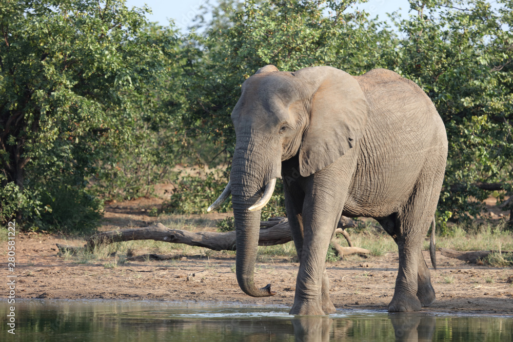 Obraz premium Słoń afrykański / Słoń afrykański / Loxodonta africana