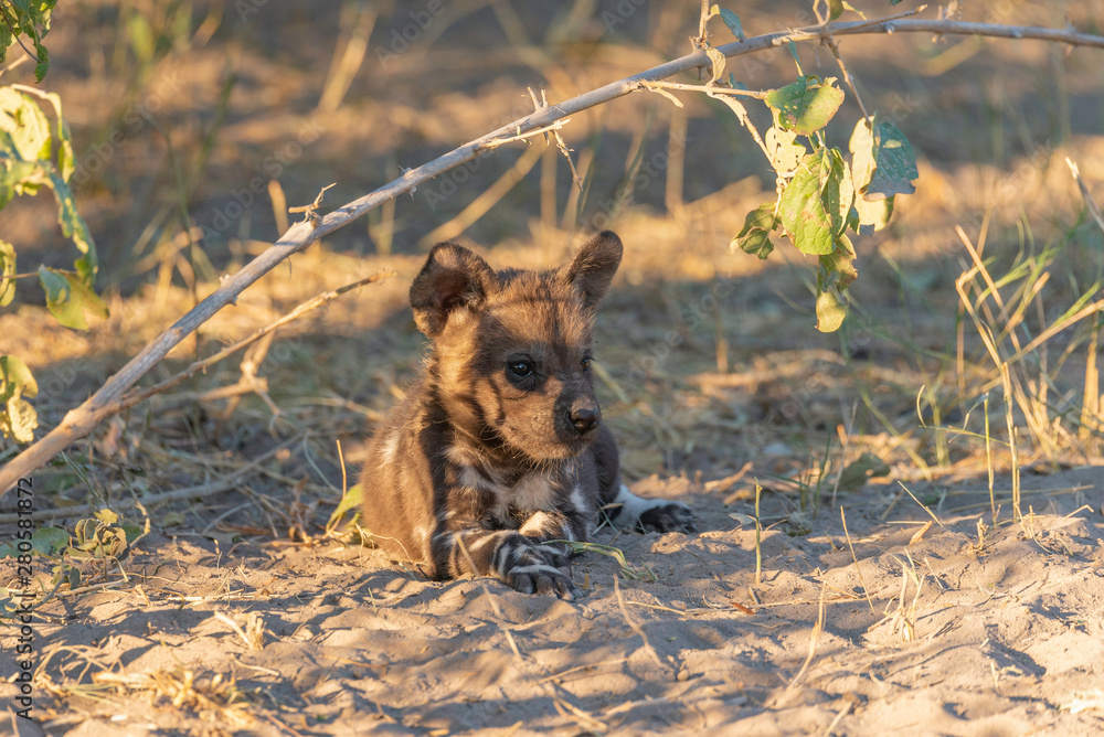 Naklejka premium Portrait of a wild dog/ painted dog in okavango delta in botswana, beautiful sunlight