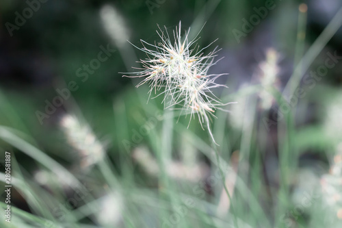 A colorful grass flower and light in the forest