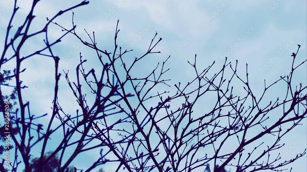 dry branches on sky background dry branches on sky background