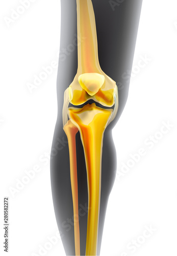 Light realistic yellow bones the of knee