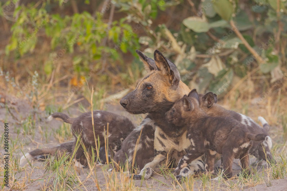 a family of wild dogs/ painted dogs in okavango delta in botswana, puppies, mother and father a family of wild dogs/ painted dogs in okavango delta in botswana, puppies, mother and father