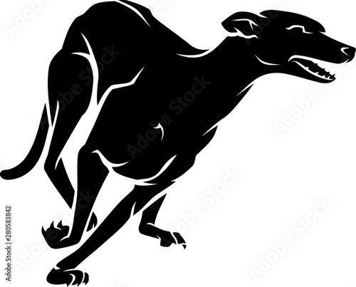Fototapet Fastest Racing Dog Breed, Black Greyhound,
