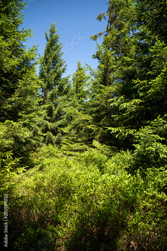 Frischer Wald im National Park Harz mit blauen Himmel