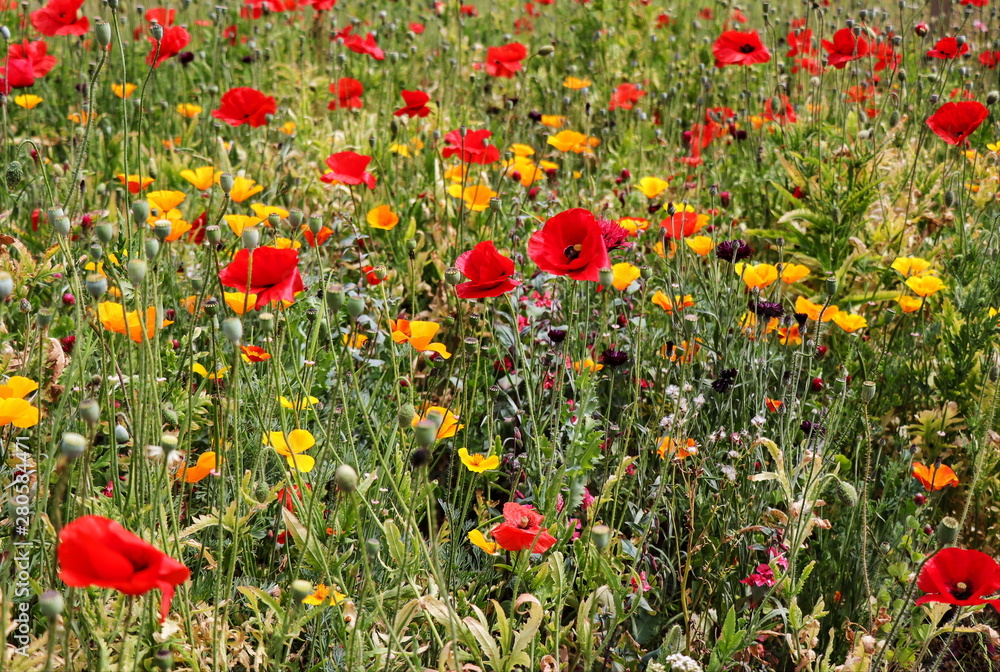 Fototapeta premium Wildflowers