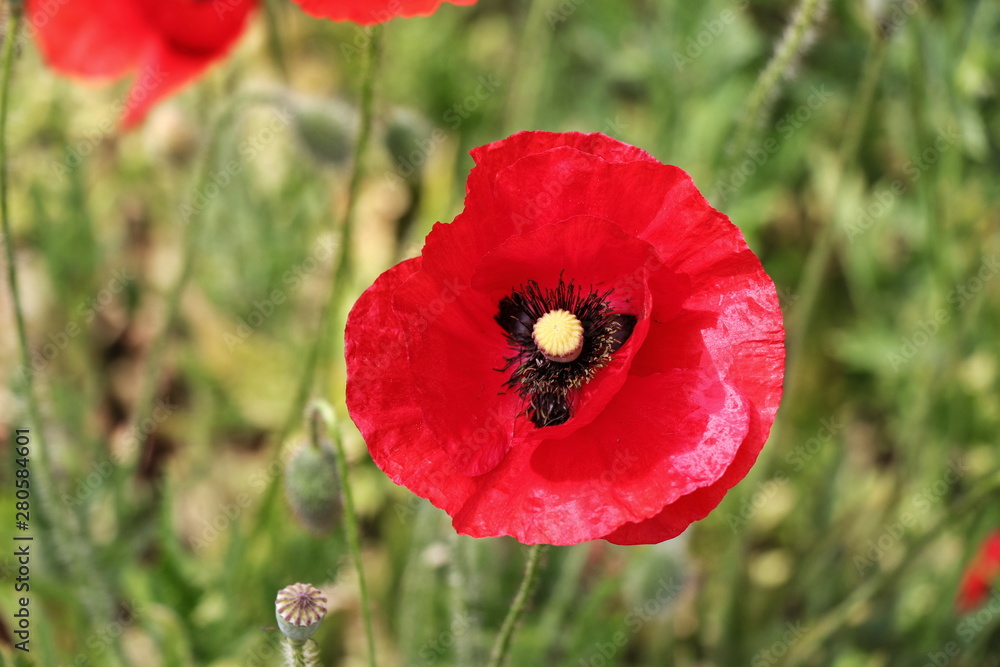 Obraz premium Poppy
