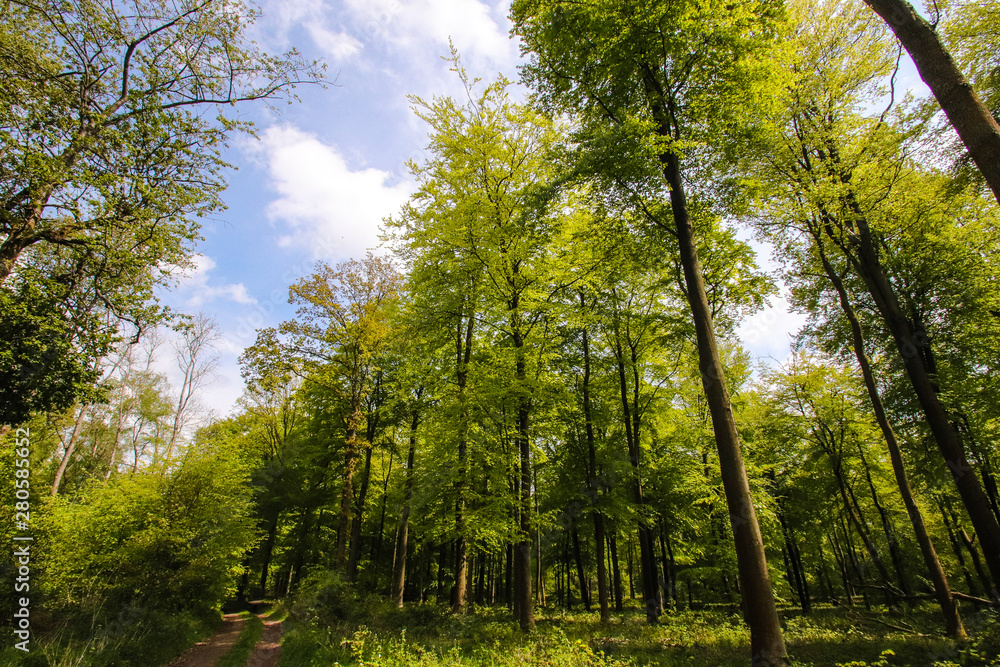 Fototapeta premium spring greens