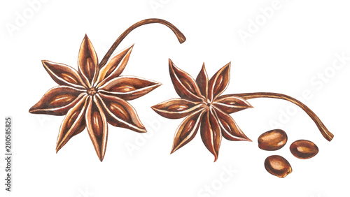 Watercolor star anise with seeds isolated on white background.