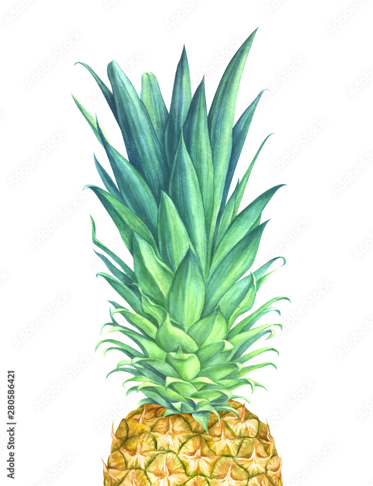 Watercolor pineapple on white background