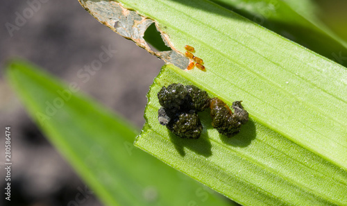 Photos Red lily beetle larvae eat leaves of lilies. Selective focus..