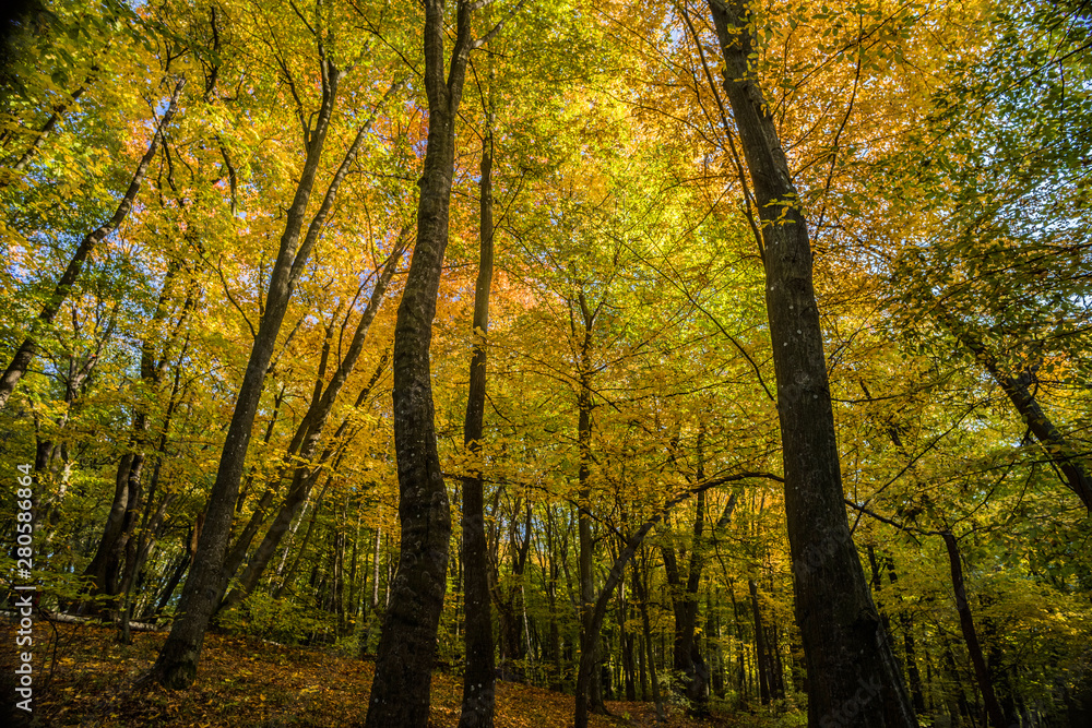 Trees with yellow and red leaves in a deciduous autumn forest.
