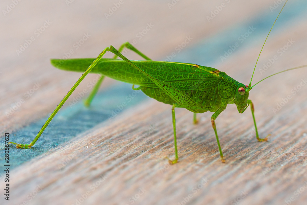 Fototapeta premium locusts waiting for prey, Odessa