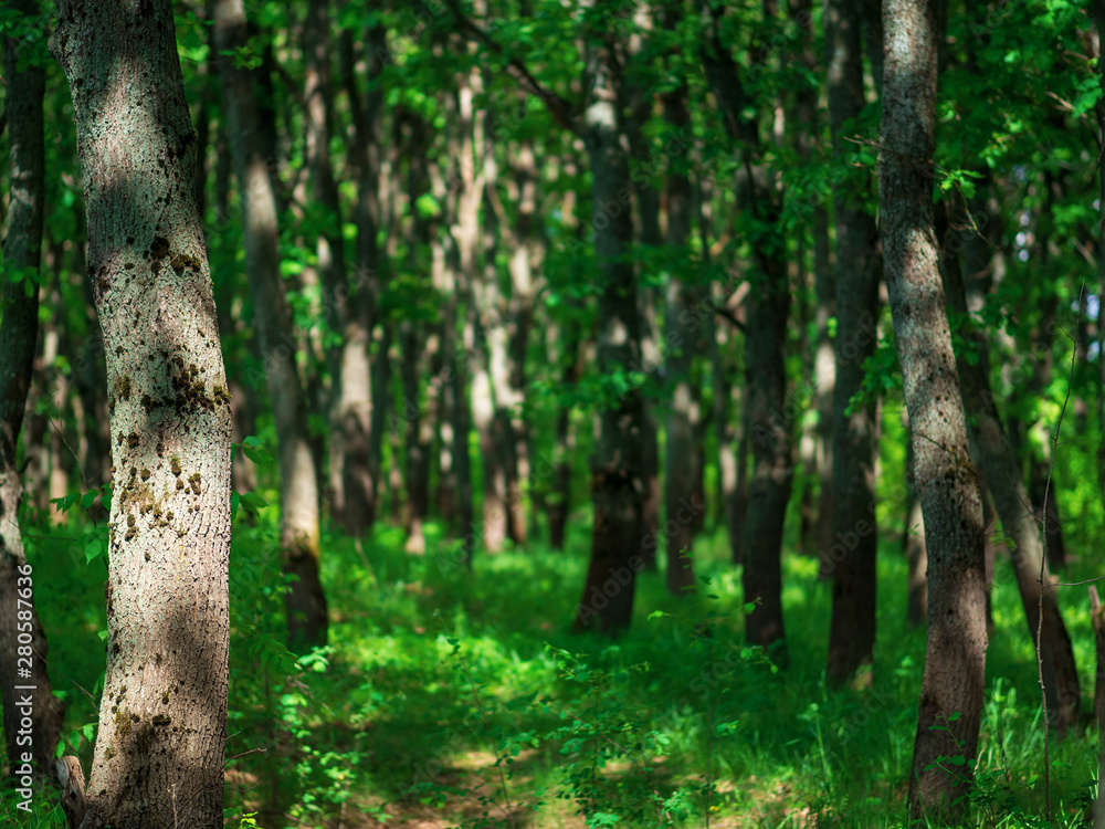 Naklejka premium green forest background summer morning