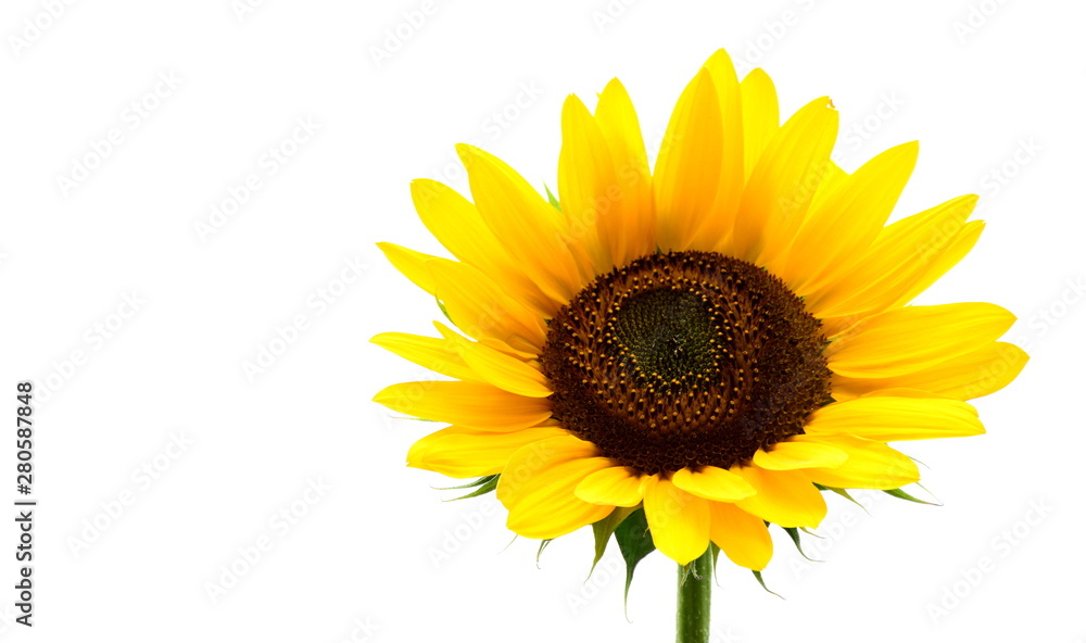 Naklejka premium Sonnenblume isoliert und freigestellt vor weißen Hintergrund