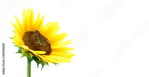 Sonnenblume vor wei  en Hintergrund - isoliert und freigestellt