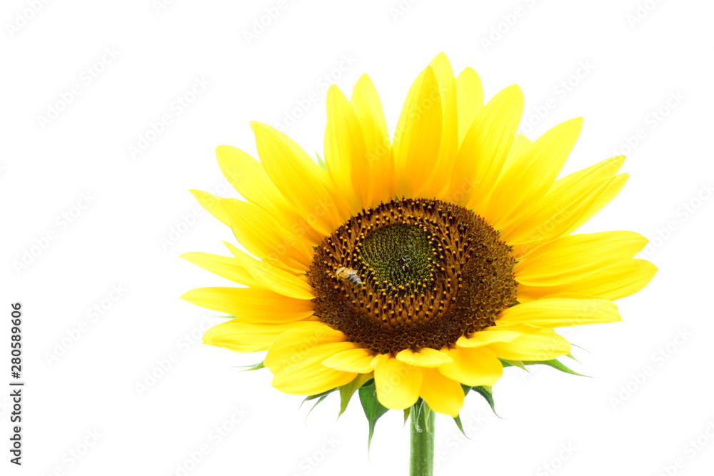 Obraz premium Sonnenblume vor weißen Hintergrund - isoliert und freigestellt