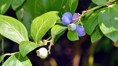 Vaccinium corymbosum, the northern highbush blueberry (also known as blue, tall, swamp, high blueberry) plant with friuis in the garden. Blueberries - delicious, healthy berry fruit. Panoramic view
