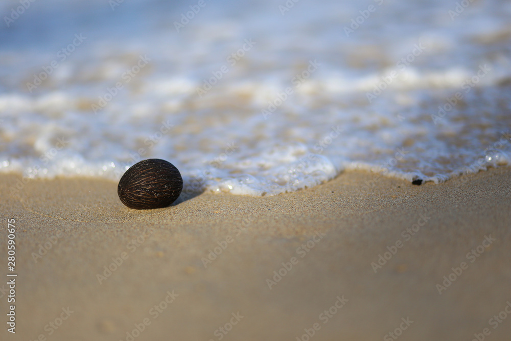 Close up of Tree ball on the beach and sea background. Close up of Tree ball on the beach and sea background.
