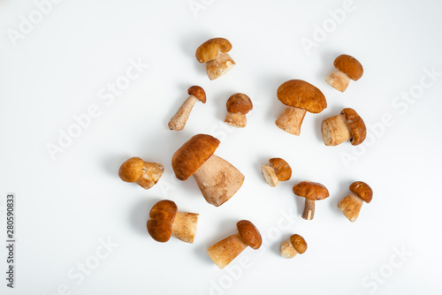 Fresh organic porcini mushrooms scattered on a white background, top view