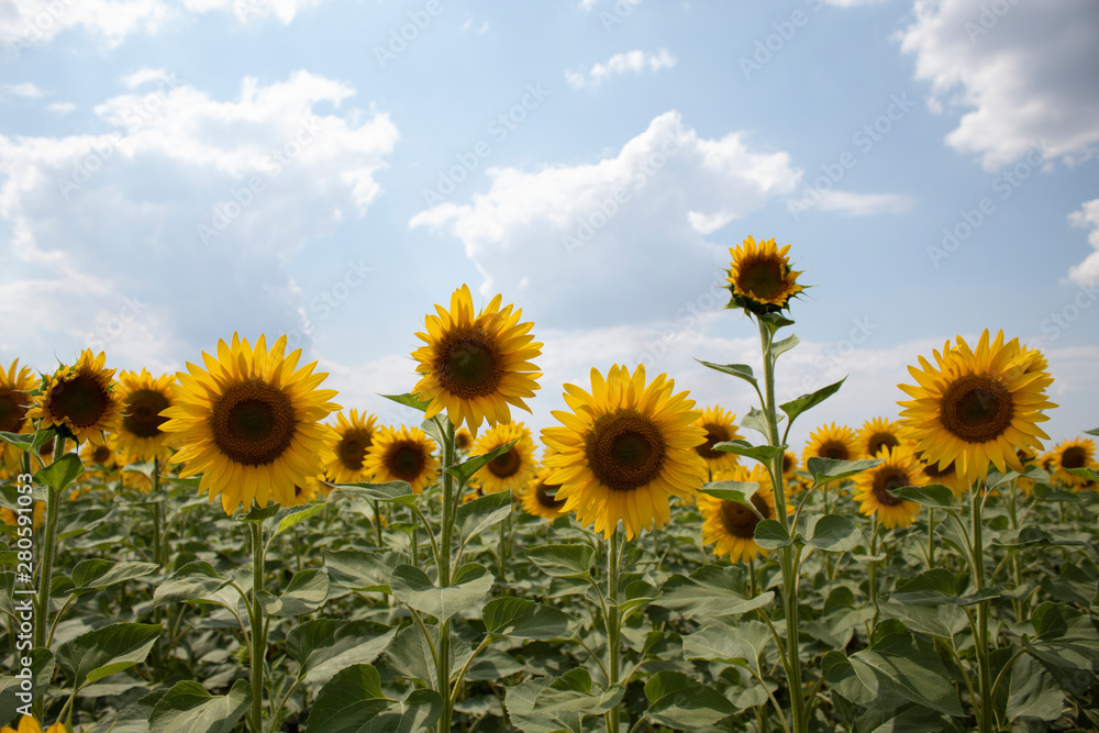 Field of blooming sunflowers. Picture taken at noon, against a bright sky with clouds. There is a place for text. Lots of free space.