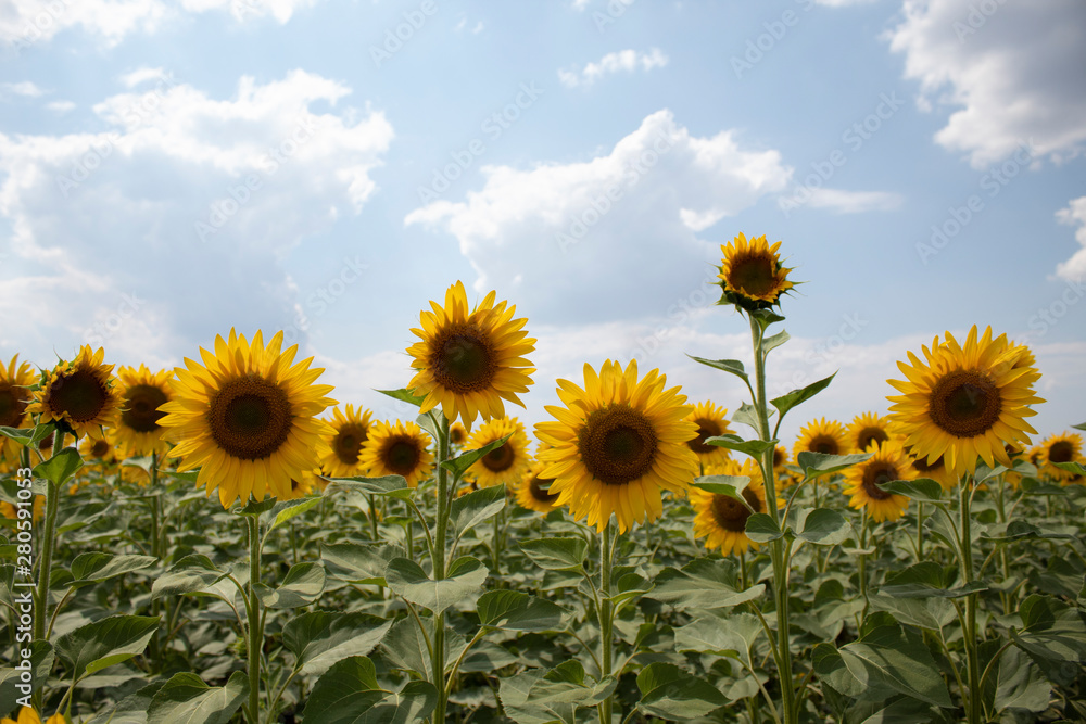 Field of blooming sunflowers. Picture taken at noon, against a bright sky with clouds. There is a place for text. Lots of free space. Field of blooming sunflowers. Picture taken at noon, against a bright sky with clouds. There is a place for text. Lots of free space.