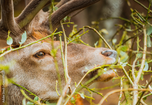 Fototapeta Naklejka Na Ścianę i Meble -  Jeleń