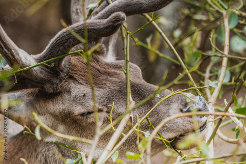 Fototapeta Naklejka Na Ścianę i Meble -  Jeleń