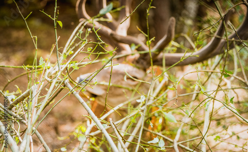 Fototapeta Naklejka Na Ścianę i Meble -  Jeleń