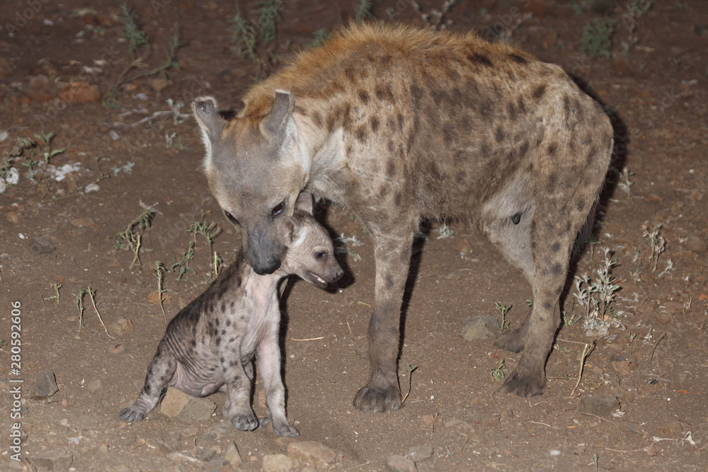 Tüpfelhyäne / Spotted Hyaena / Crocuta crocuta. Tüpfelhyäne / Spotted Hyaena / Crocuta crocuta.
