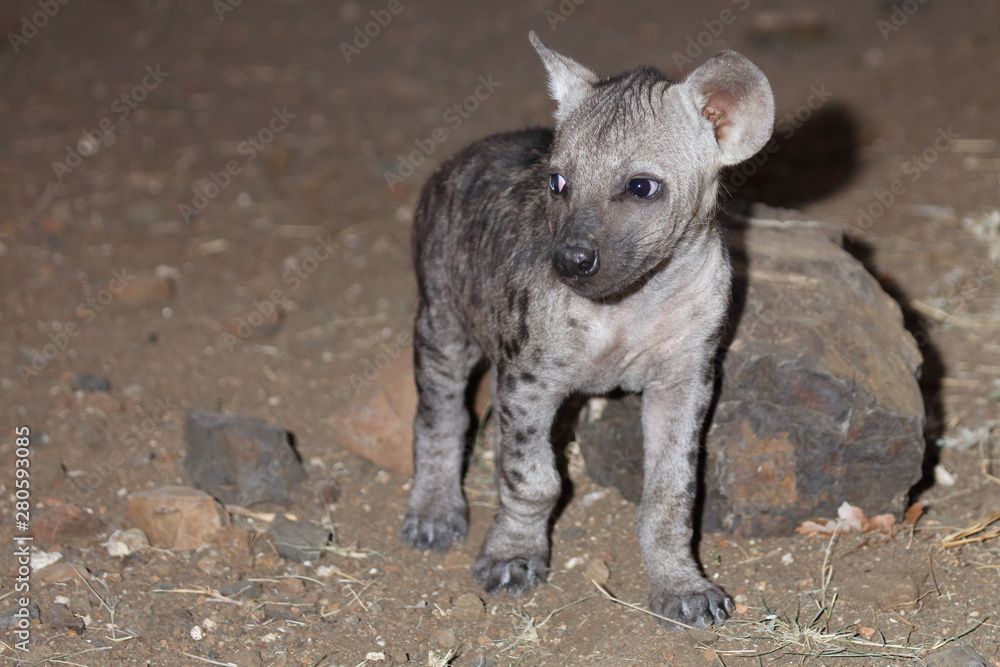 Tüpfelhyäne / Spotted Hyaena / Crocuta crocuta. Tüpfelhyäne / Spotted Hyaena / Crocuta crocuta.
