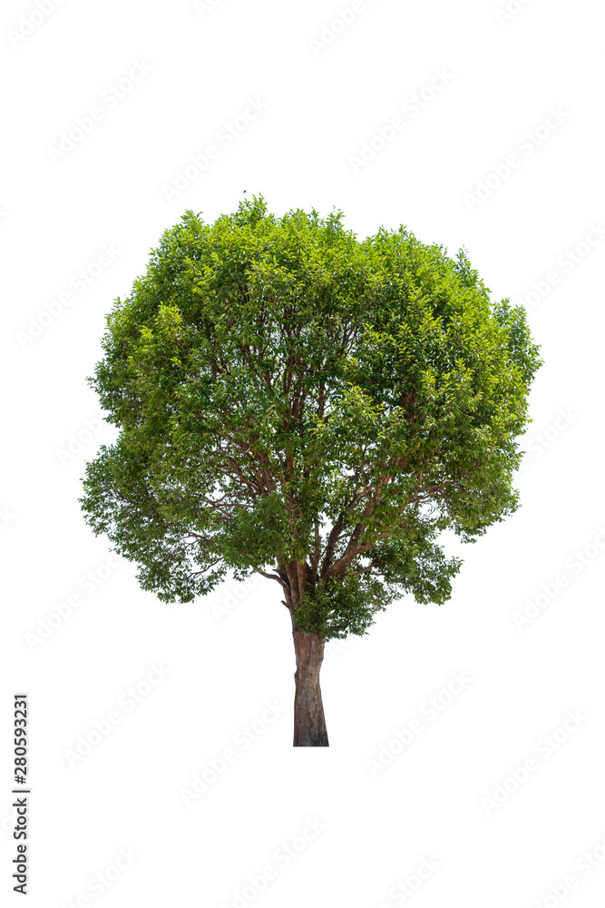 Tree isolated on white background Tree isolated on white background