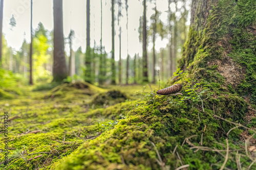 In the green forest, the idyllic look of nature.