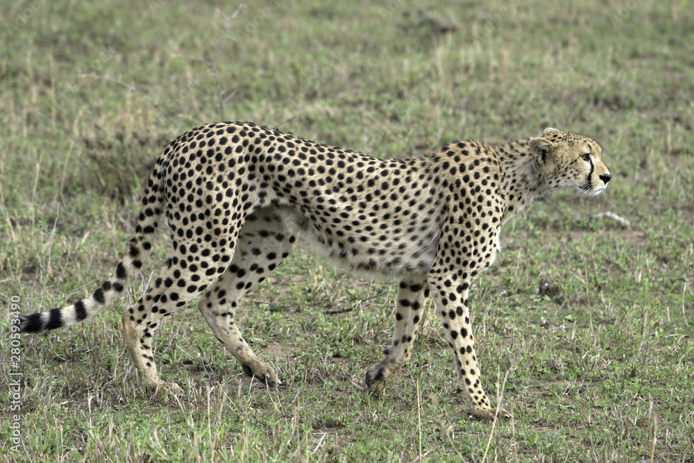 Cheetah in Serengeti National Park Cheetah in Serengeti National Park